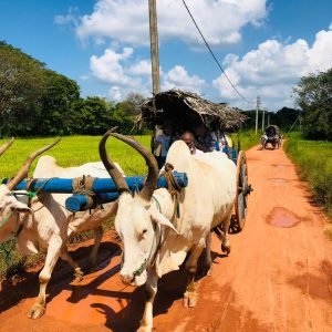 Hiriwadunna_Village_Tour (13)